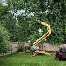 Professional Tree Services in Brookville, IN