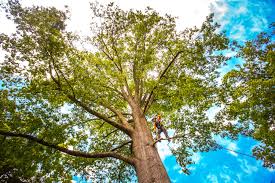  Brookville, IN Tree Services Pros