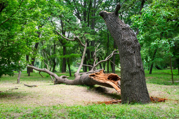 How Our Tree Care Process Works  in  Brookville, IN